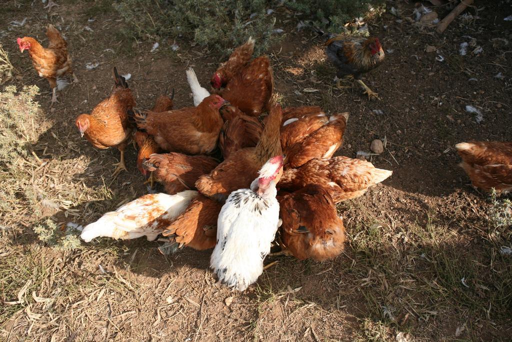 브라치아노 Agrihouse 빌라 외부 사진